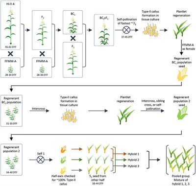 Frontiers | Development Of A Transformable Fast-Flowering Mini-Maize As ...